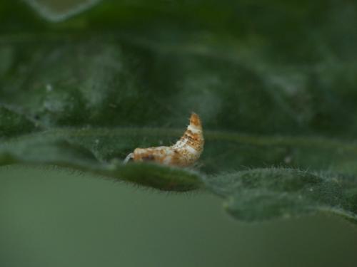 Réf. 263 098 : Orientus ishidae